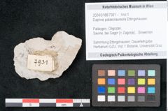 Foto (Objekt + Etikett) von Daphne palaeolaureola Ettingshausen (NHMW-GEO-2024-0188-7931)